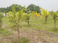  Agricultural Land for Sale in Avadi, Chennai