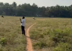  Agricultural Land for Sale in Pollachi, Coimbatore