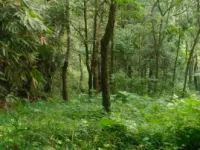  Agricultural Land for Sale in Kanjikuzhy, Idukki