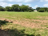  Agricultural Land for Sale in Padra, Vadodara