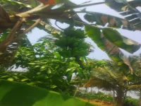 1.5 BHK Farm House for Sale in Karamadai, Coimbatore