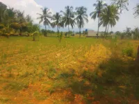 1 BHK Farm House for Sale in Annur Metu Palayam, Coimbatore