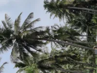  Agricultural Land for Sale in Nallur, Tirupur