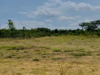 Agricultural Land for Sale in Alangudi, Pudukkottai