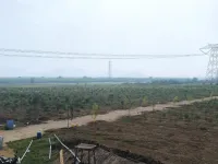  Agricultural Land for Sale in Narasaraopet, Guntur