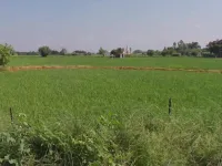  Agricultural Land for Sale in Lalru, Mohali