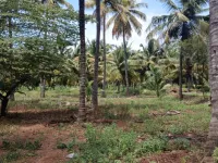 Agricultural Land for Sale in Pollachi, Coimbatore