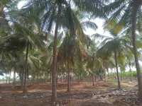 2 BHK Farm House for Sale in Kangeyam, Tirupur