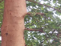 3 BHK Villa for Sale in Mira Road East, Mumbai