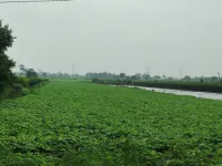  Agricultural Land for Sale in Pimpalgaon Baswant, Nashik