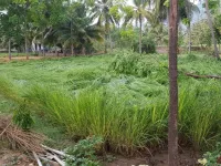 Agricultural Land for Sale in Anthiyur, Erode