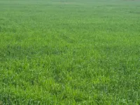  Agricultural Land for Sale in Dhatir, Palwal