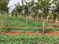  Agricultural Land for Sale in Mahindra City, Chennai