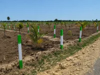  Agricultural Land for Sale in Walajabad, Kanchipuram