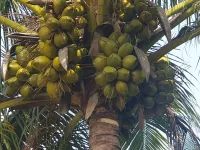  Agricultural Land for Sale in Pollachi, Coimbatore