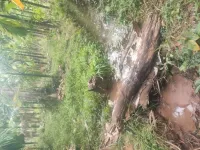  Agricultural Land for Sale in Sirsi, Uttara Kannada