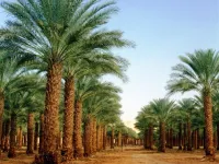  Agricultural Land for Sale in Dhrangadhra, Surendranagar