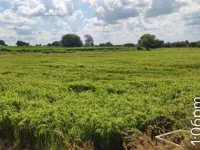  Agricultural Land for Sale in Pargi, Vikarabad