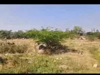  Agricultural Land for Sale in Bichkunda, Kamareddy