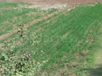  Agricultural Land for Sale in Kapadvanj, Kheda