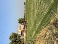  Agricultural Land for Sale in Banchari, Palwal