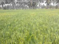  Agricultural Land for Sale in Amalapuram, East Godavari