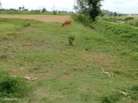  Agricultural Land for Sale in Chinsurah, Hooghly