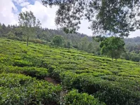  Residential Plot for Sale in Coonoor, Nilgiris