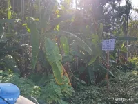  Residential Plot for Sale in Diglipur, Andaman