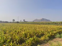  Agricultural Land for Rent in Ambegaon, Pune