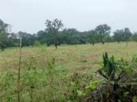  Agricultural Land for Sale in Hasanpur, Amroha