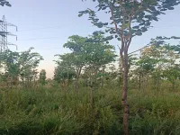  Agricultural Land for Sale in Moolakaraipatti, Tirunelveli