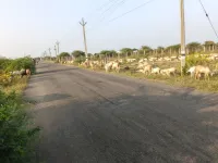  Residential Plot for Sale in Pattamadai, Tirunelveli