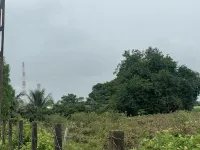  Agricultural Land for Sale in Songadh, Tapi