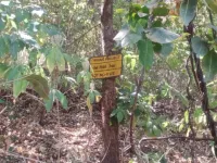 Agricultural Land for Sale in Mulshi, Pune