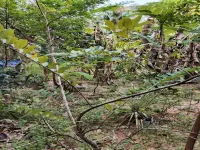  Residential Plot for Sale in Kazhakoottam, Thiruvananthapuram