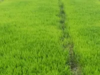  Agricultural Land for Sale in Malavalli, Mandya