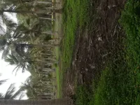  Agricultural Land for Sale in Razole, East Godavari