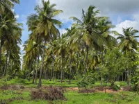 Agricultural Land for Sale in Kochadai, Madurai