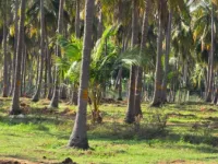  Agricultural Land for Sale in Kochadai, Madurai