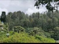  Residential Plot for Sale in Yercaud, Salem