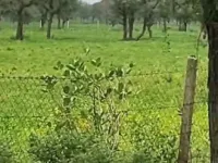 Agricultural Land for Sale in Phulera, Jaipur