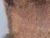 Agricultural Land for Sale in Chikodi, Belgaum