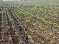  Agricultural Land for Sale in Sanawad, Khargone