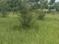 Agricultural Land for Sale in Pulipakkam, Chengalpattu