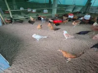  Farm House for Sale in Seethanagaram, East Godavari