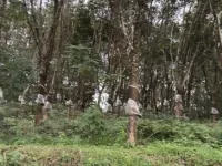  Agricultural Land for Sale in Wandoor, Malappuram