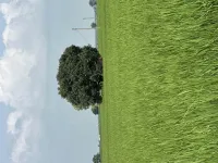  Agricultural Land for Sale in Ghanaur, Patiala