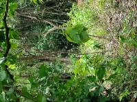  Agricultural Land for Sale in Tiswadi, North Goa, 