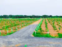  Agricultural Land for Sale in Pulipakkam, Chengalpattu